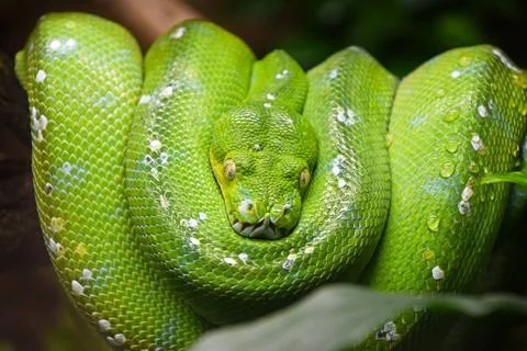 Green tree python (Morelia viridis) close up Close up portrait of beautifu... Stock-Fotos