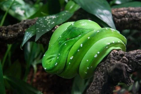 Green tree python (Morelia viridis) resting on tree branch Green tree pyth... Foto stock