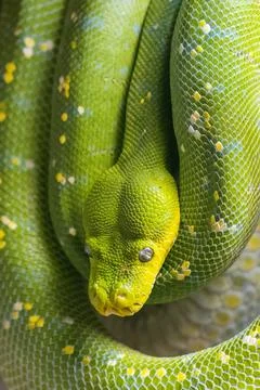 Green tree python (Morelia viridis), snake in close-up view. Stock Photos