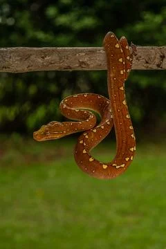 Green Tree Python (Morelia viridis) in its vibrant red phase perched on a branch Photos