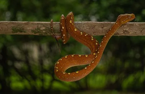 Green Tree Python (Morelia viridis) in its vibrant red phase perched on a branch Foto stock