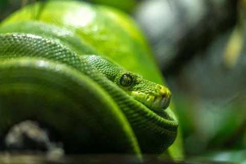 Green Tree Python (Morelia viridis) in Australia and New Guinea 写真素材