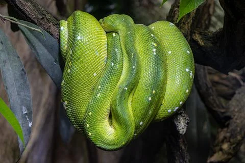 The green tree python - morelia viridis is coiled on  a branch 스톡 사진