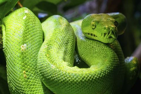 Green tree python (Morelia viridis) close-up. Portrait art Stock Photos