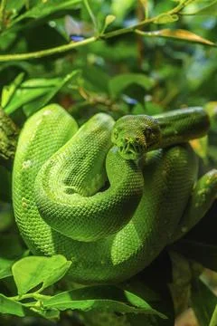 Green tree python (Morelia viridis) close-up. Portrait art Foto stock
