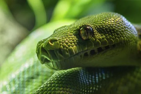Green tree python (Morelia viridis) close-up. Portrait art Foto stock