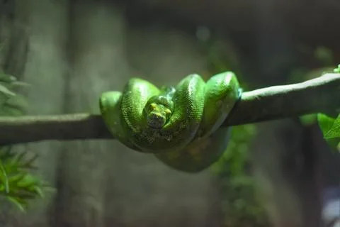 The green tree python (Morelia viridis), also known as the emerald green py.. Foto stock