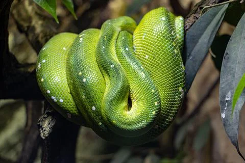 The green tree python - morelia viridis is coiled on  a branch Foto stock