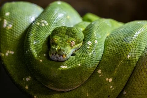 Green Tree Python Morelia Viridis Stock Photos
