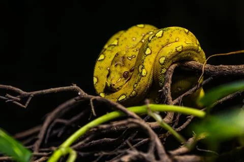 The green tree python (Morelia viridis) is a species of snake in the family.. 库存照片