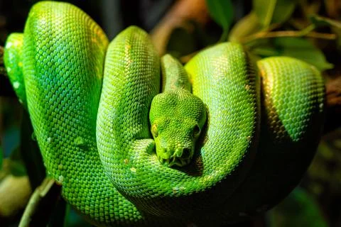 Green tree python (Morelia viridis) close-up. Portrait art. Stock Photos