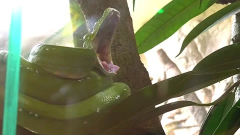 Green tree python Morelia yawning 스톡 동영상 166921915