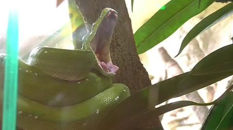 Green tree python Morelia yawning Photos
