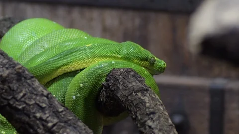 Green tree python moving - Morelia viridis Stock Footage 123836095