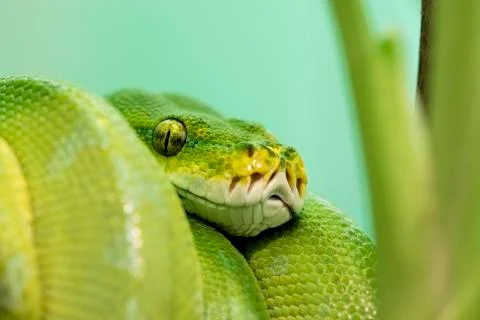 Green Tree Python native to New Guinea, Indonesia Foto stock