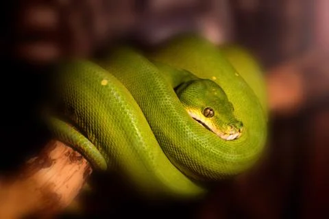 Green tree python or Morelia viridis on branch Stock Photos