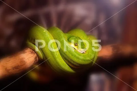 Green tree python or Morelia viridis on branch Stock Photos