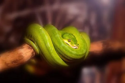 Green tree python or Morelia viridis on branch Stockfoto's