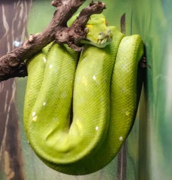 Green tree python, or Morelia viridis, hanging from a branch, in captivity Foto stock
