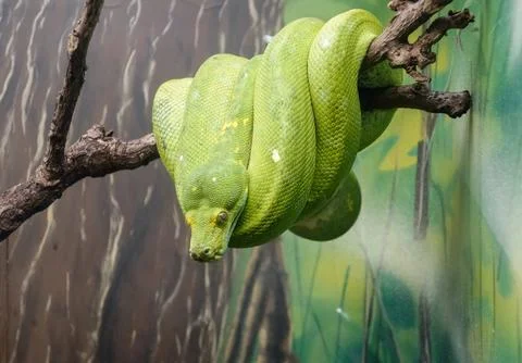 Green tree python, or Morelia viridis, hanging from a branch, in captivity Foto stock