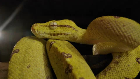 Green tree python pan across black background 스톡 동영상 171139420