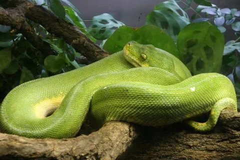 Green tree python Photos