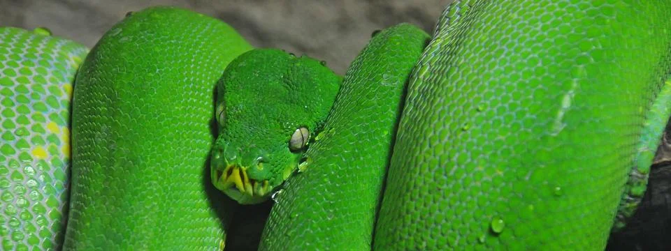 Green tree python Foto stock