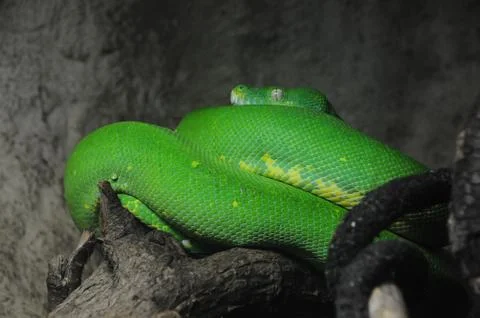 Green tree python Foto stock