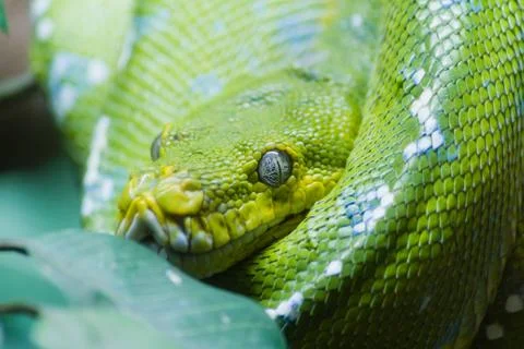 Green tree python Stock Photos
