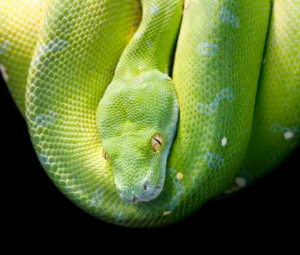 Green tree python Stock Photos