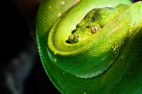 Green tree python 스톡 사진