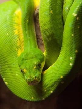 Green tree python 写真素材