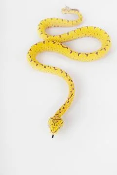 Green Tree Python Stock Photos