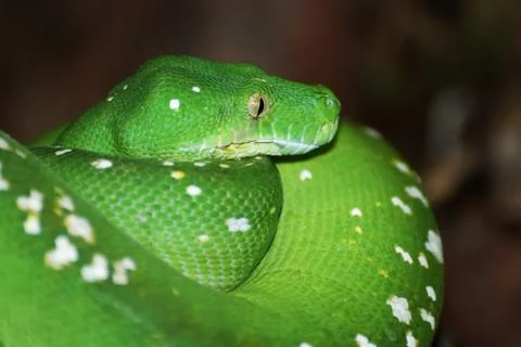Green tree python 写真素材
