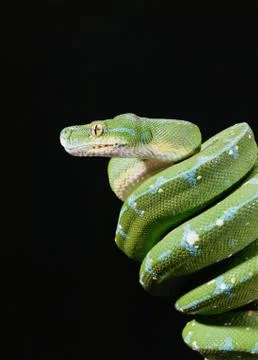 Green tree python 스톡 사진
