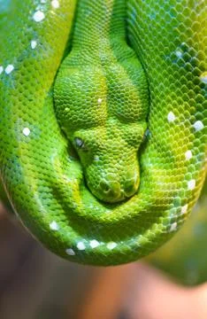 Green tree python Foto stock