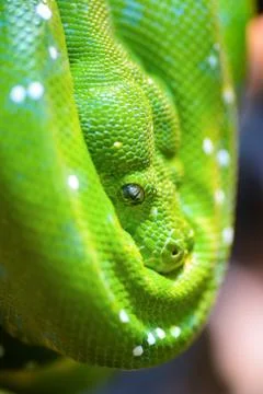 Green tree python 写真素材