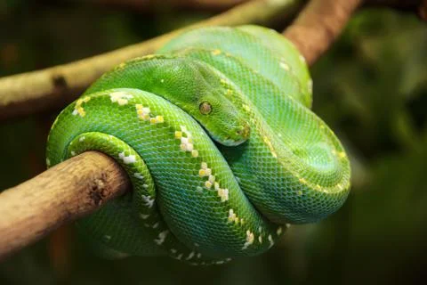 Green tree python Stock Photos
