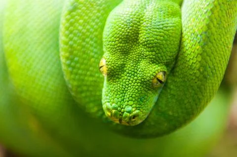 Green tree python 스톡 사진