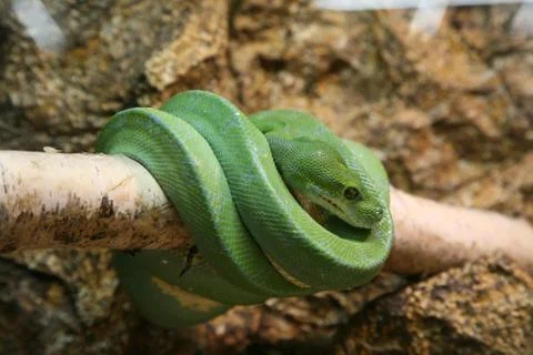 Green tree python Stock Photos
