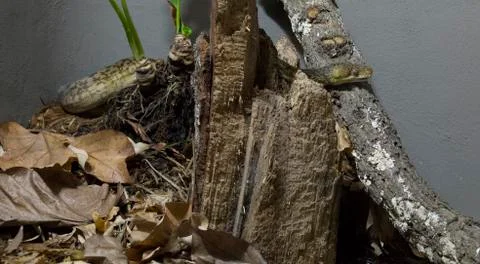 Green Tree Python 写真素材