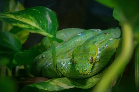 Green tree python Foto stock