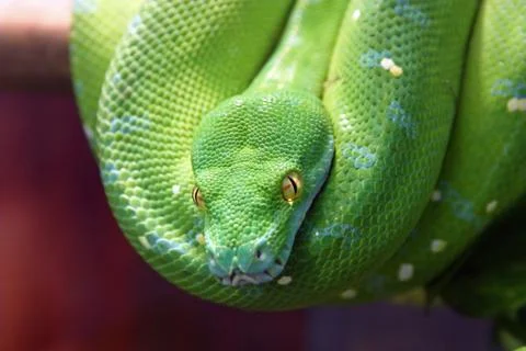 The green tree python Foto stock