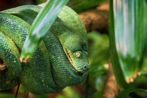Green Tree Python Foto stock