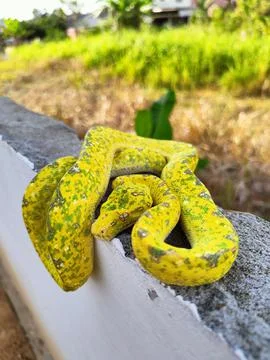 Green tree python Stock Photos