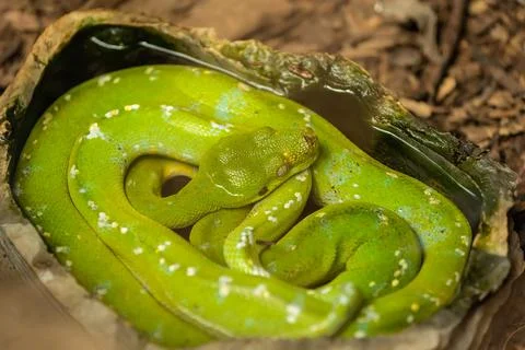 Green tree python Stock Photos