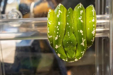 Green tree python Foto stock