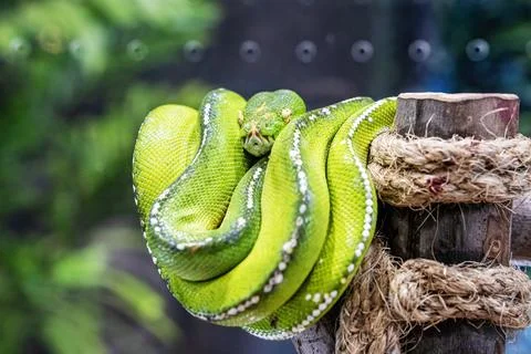 Green tree python Stock Photos