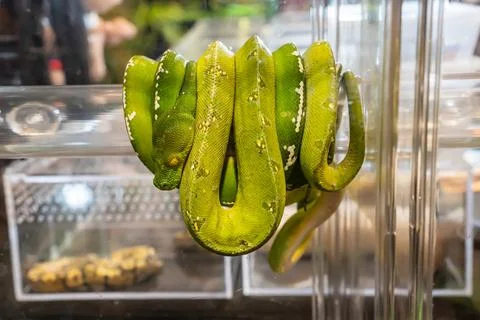 Green tree python Photos