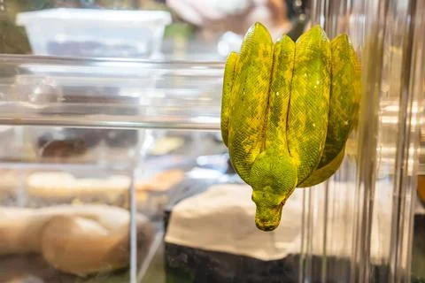 Green tree python Photos